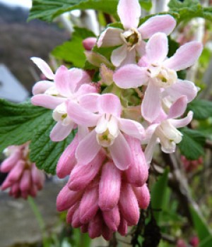 Ribes sanguineum