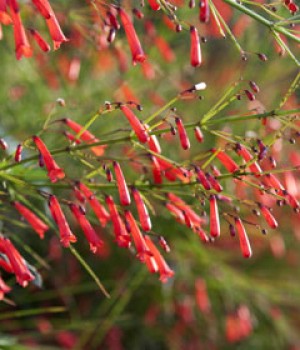 Russelia equisetiformis, Russelia juncea