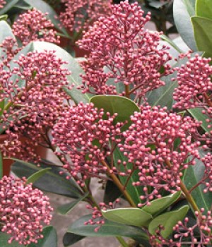 Skimmia japonica