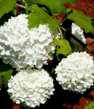 Viburnum opulus