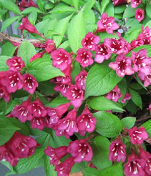 Weigela florida y Weigela floribunda