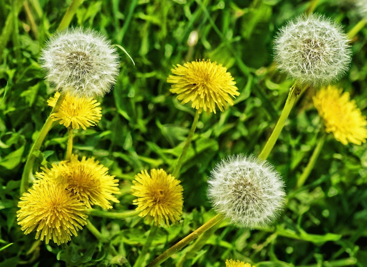 Diente de León