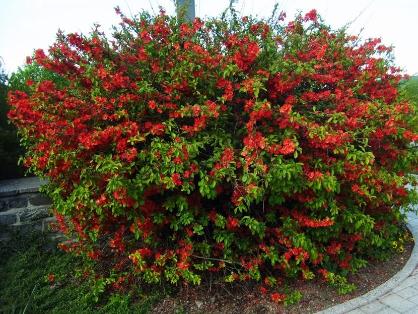 Flores de Chaenomeles japonica