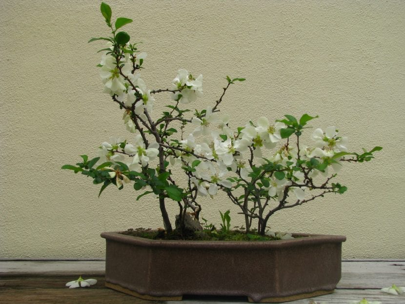 Bonsái de Chaenomeles de flor blanca
