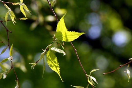 Almez, Celtis australis, cultivado como bonsái