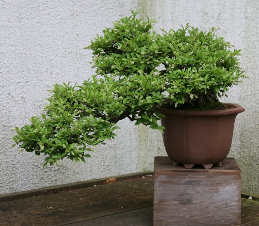 Bonsái de ligustrum con follaje denso
