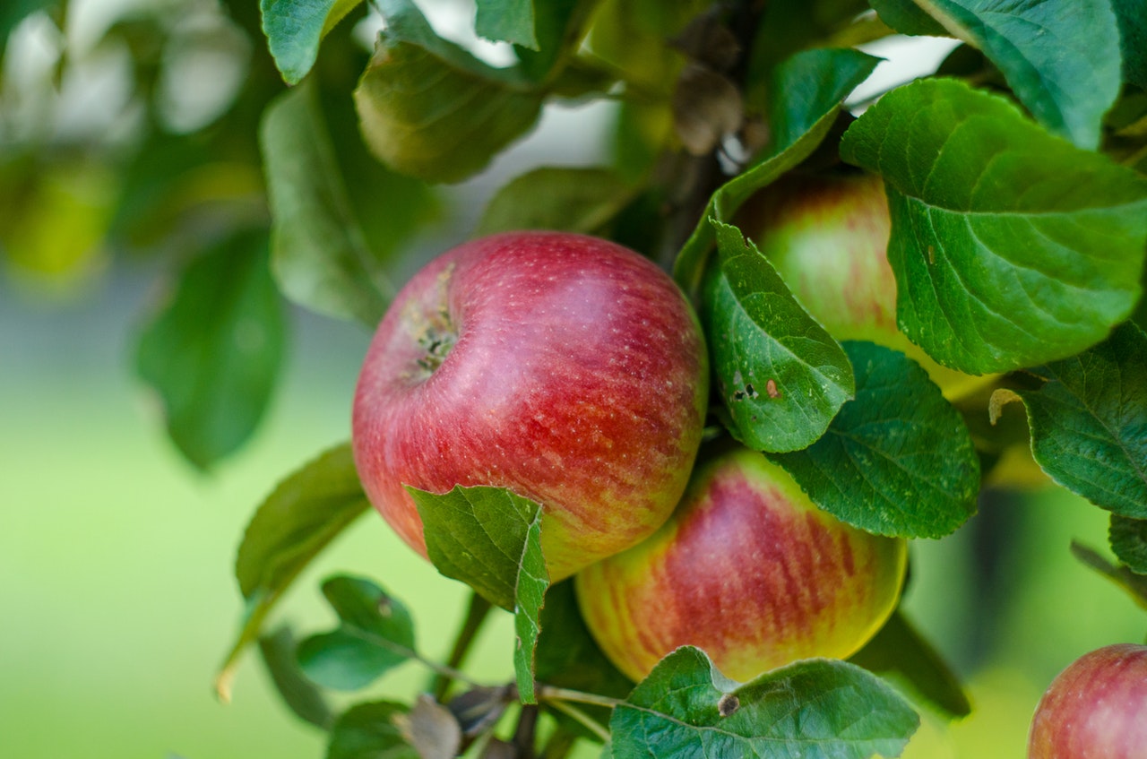 Bonsái de manzano: cuidados, poda, flor y fruto
