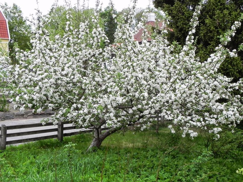 Bonsái de manzano en flor