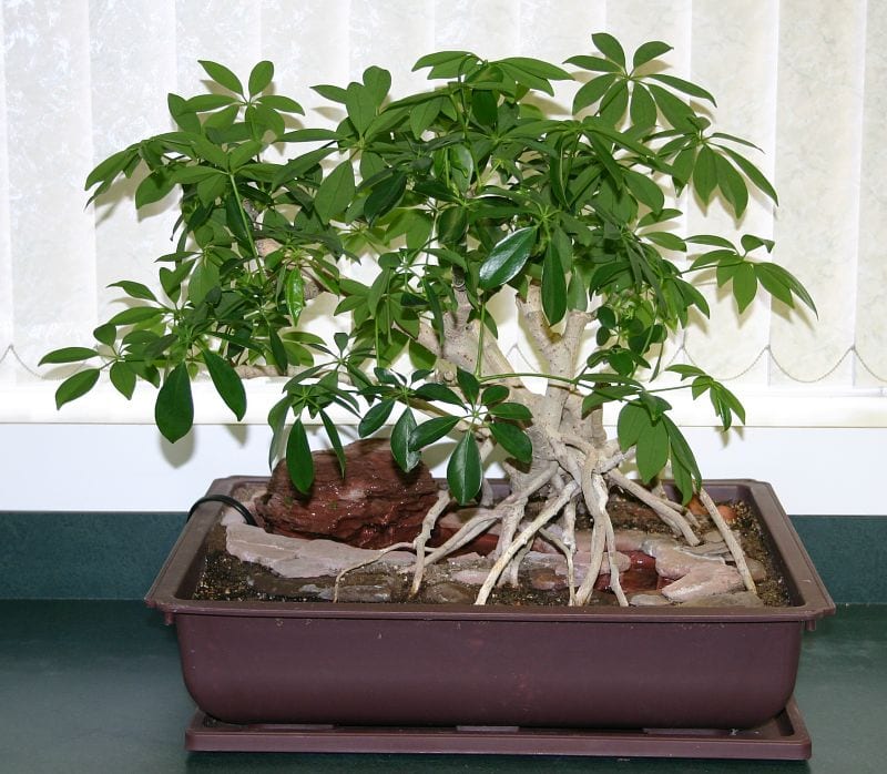 Bonsái de Schefflera: formación y cuidados paso a paso