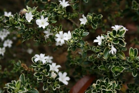 Flores blancas de Serissa