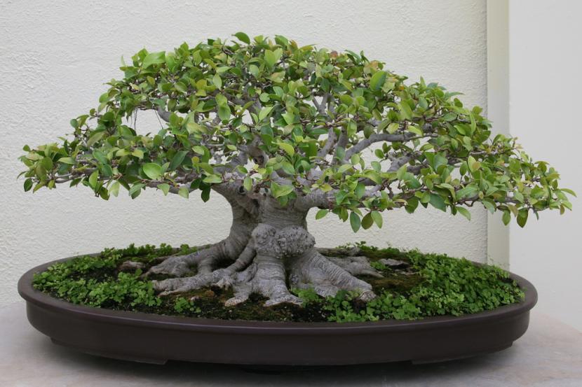 Ficus microcarpa bonsái: cultivo, riego, poda y trasplante