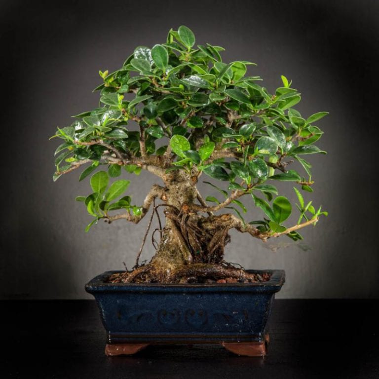 Hojas ovaladas y brillantes de Ficus microcarpa