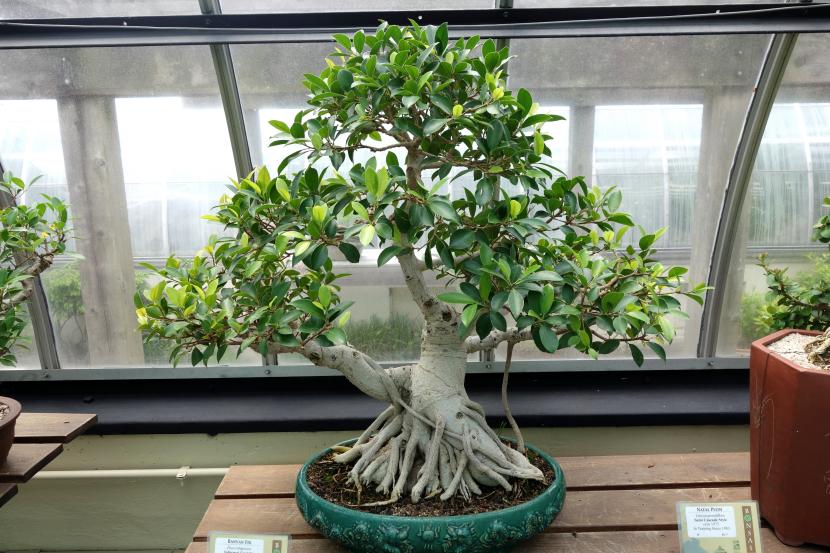 Bonsái de Ficus rubiginosa