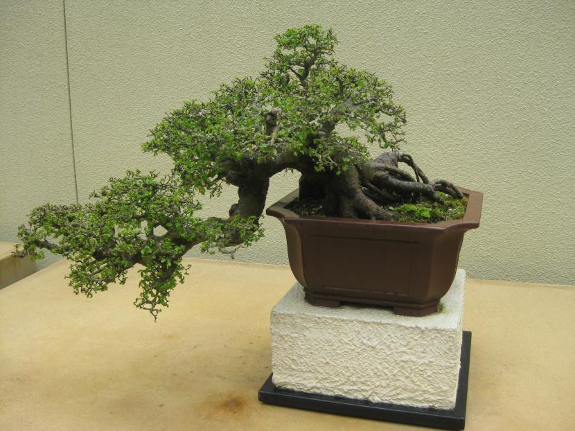 Bonsái de olmo chino, Ulmus parvifolia, con ramificación fina