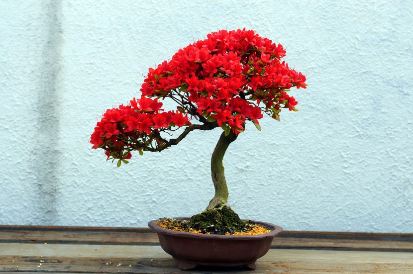 Bonsái de azalea en flor