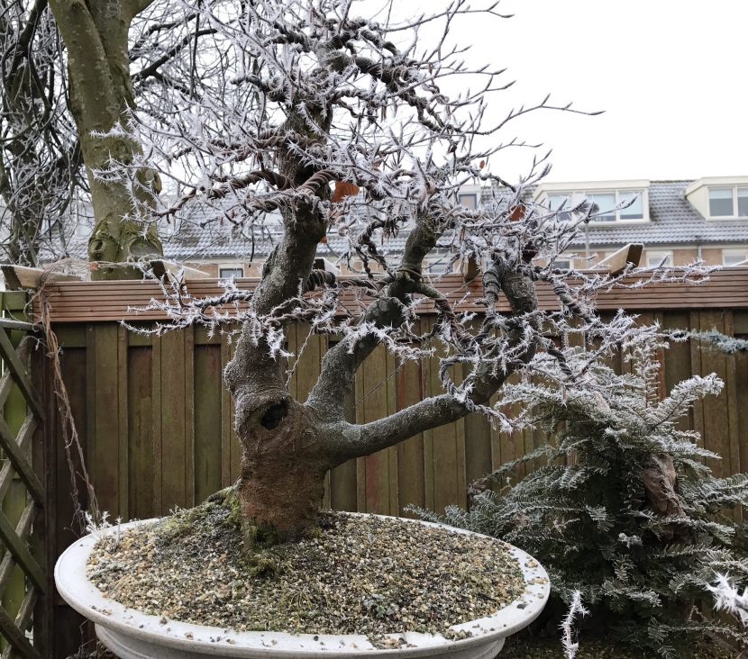 Bonsái de haya en invierno sin hojas