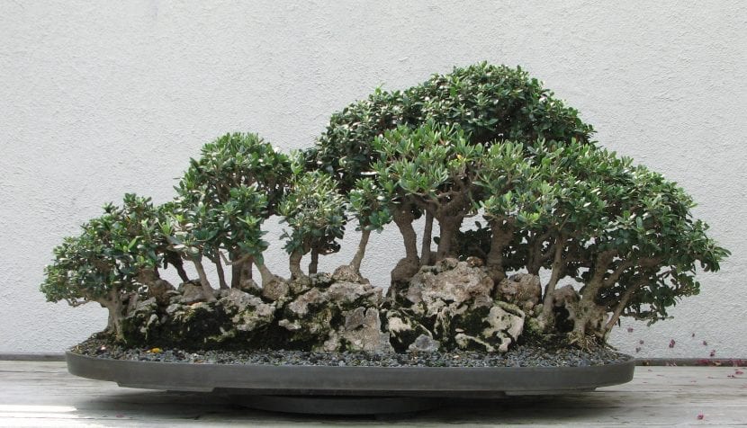 Bonsái de olivo con tronco de madera vieja