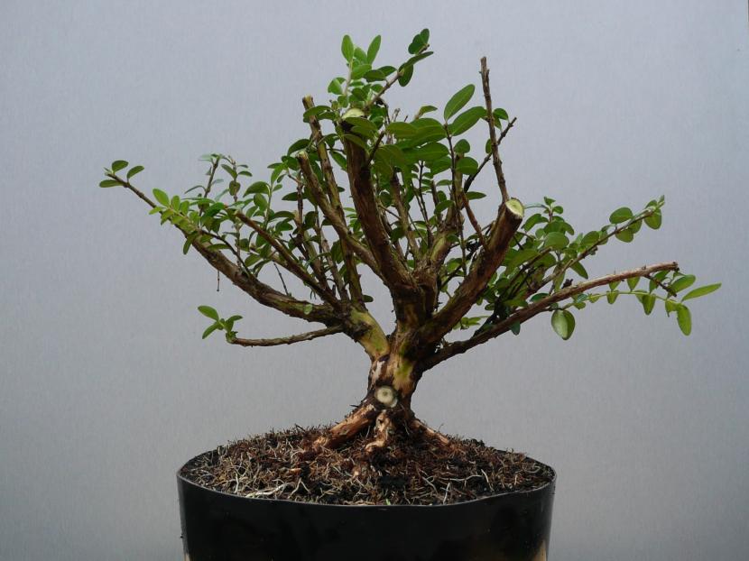 Prebonsái con el tronco ya formado en maceta de cultivo