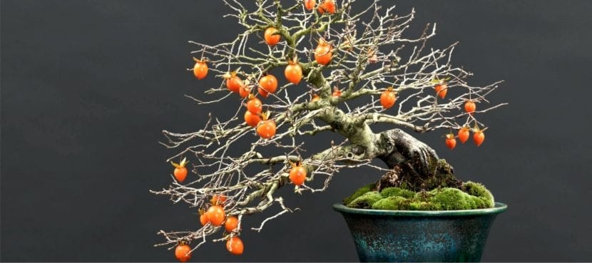 Bonsái de caqui del género Diospyros con frutos naranjas