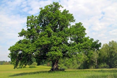 Hojas y bellotas de Quercus