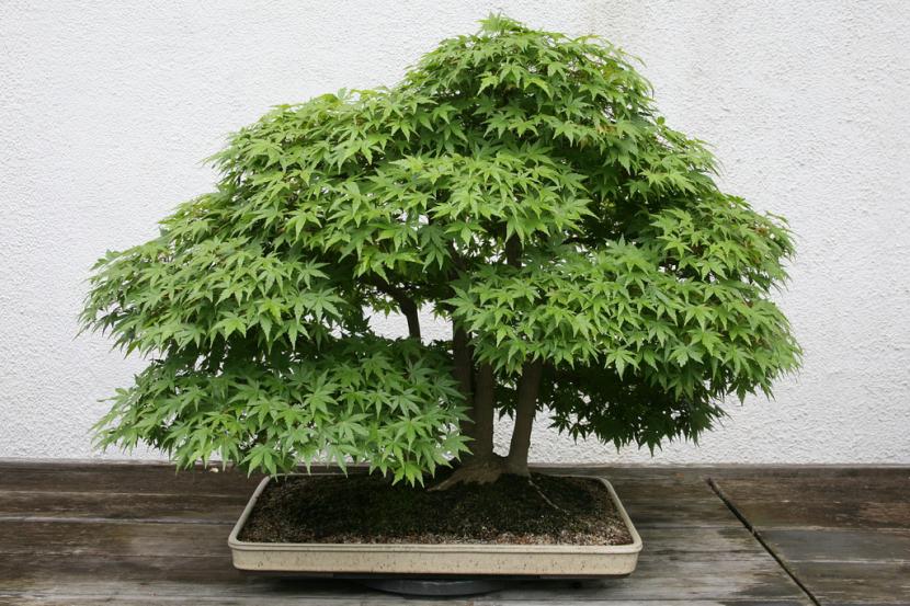 Bonsái de arce japonés en maceta