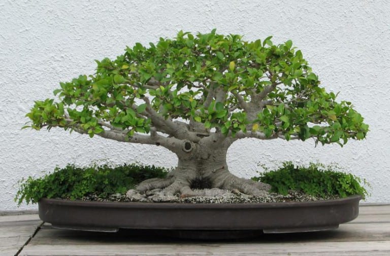 Bonsái de Ficus neriifolia de hoja estrecha cultivado en interior