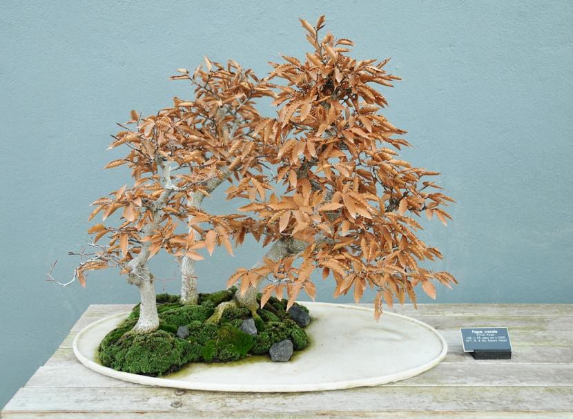Bonsái de haya, Fagus sylvatica, con la corteza gris característica