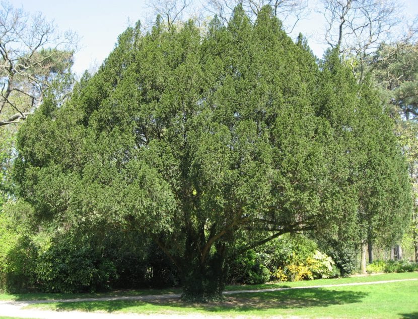Follaje y arilos rojos de Taxus baccata, el tejo común
