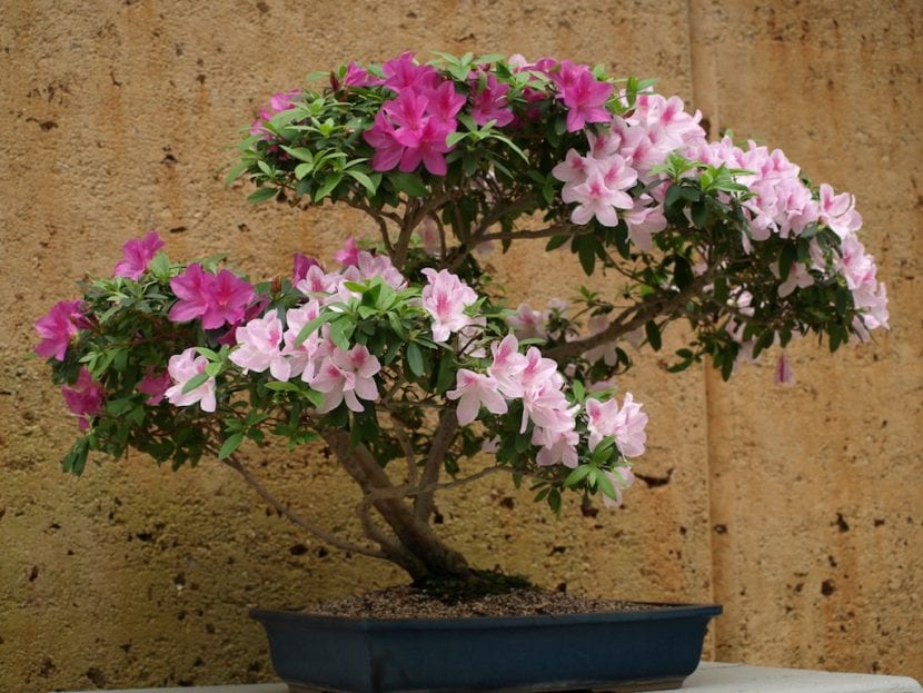 Bonsái de azalea en floración