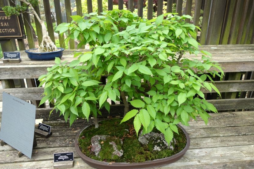 Bonsái de Zelkova serrata con ramificación fina