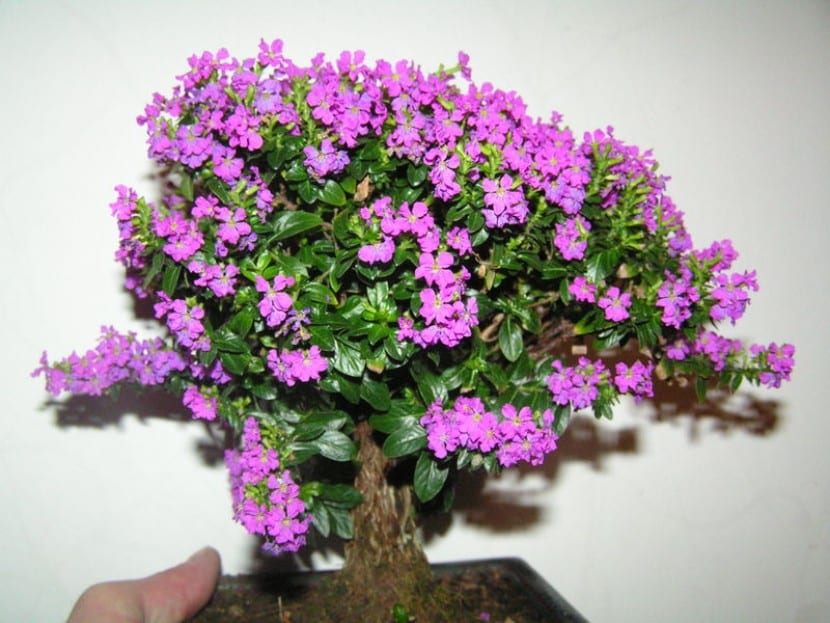 Bonsái de Cuphea hyssopifolia en flor