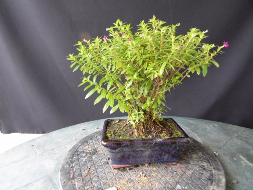 Detalle de las flores moradas de Cuphea hyssopifolia