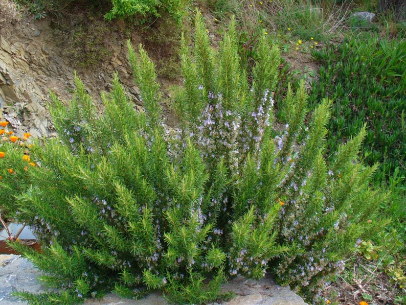 Romero en flor, Rosmarinus officinalis