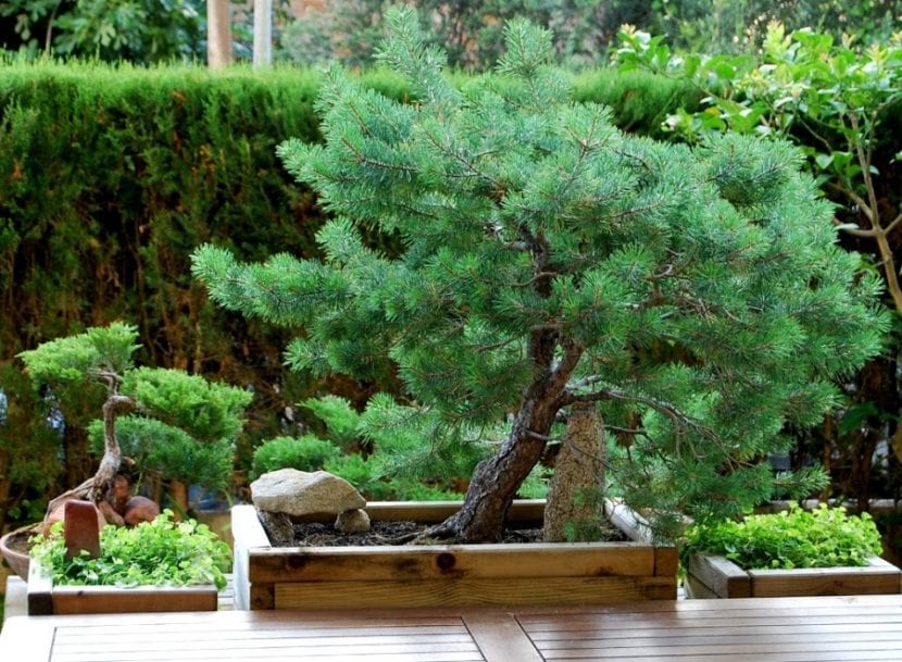 Bonsái de Pinus pinea, pino piñonero, en maceta