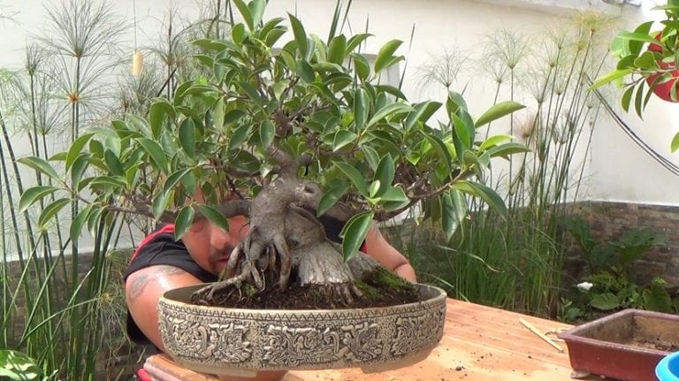 Bonsái de Ficus ginseng con raíces engrosadas expuestas