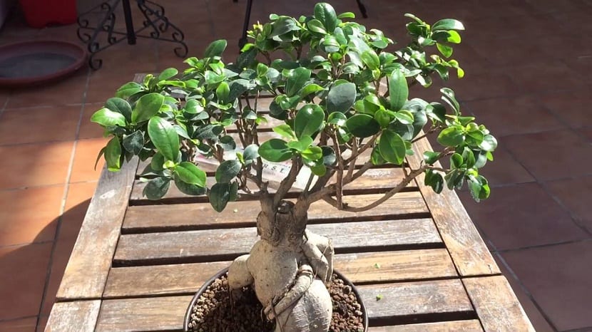 Ficus ginseng: cuidados, riego, poda y trasplante del bonsái