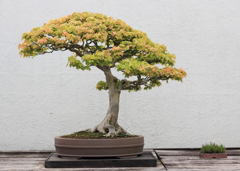 Bonsái de arce tridente, Acer buergerianum