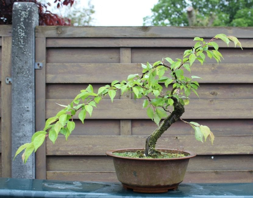 Bonsái de cerezo japonés en flor
