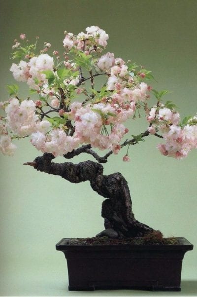 Bonsái de Prunus serrulata de tronco vertical