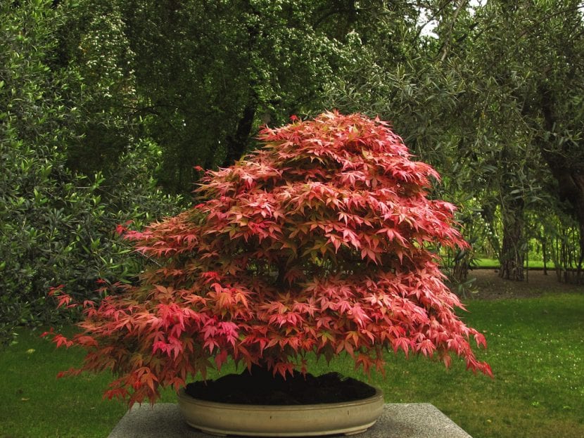 Bonsái de Acer palmatum con color otoñal