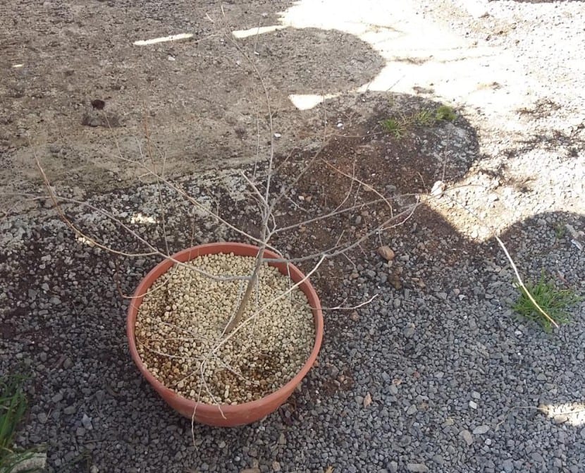 Bonsái de olmo en plena vegetación
