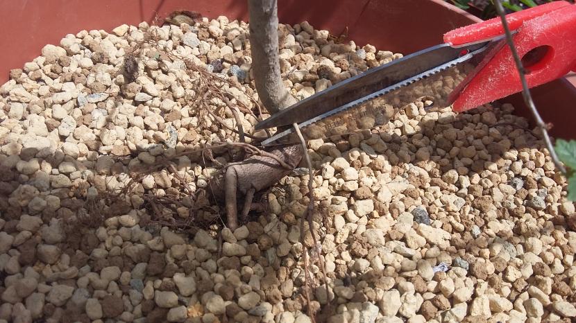 Poda de raíces y ramas secas en bonsái: cuándo y cómo