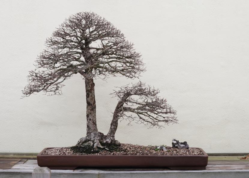 Ejemplar de doble tronco, un estilo que viene impuesto por la forma de partida del árbol