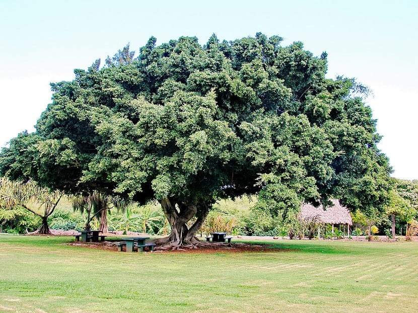 Ficus microcarpa: guía de cultivo y bonsái en España
