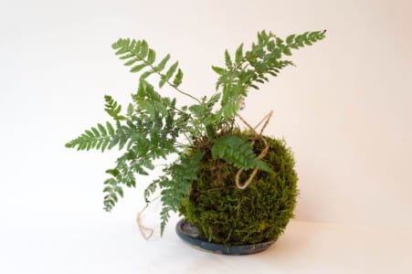 Kokedama de helecho con la bola de musgo atada con cordel