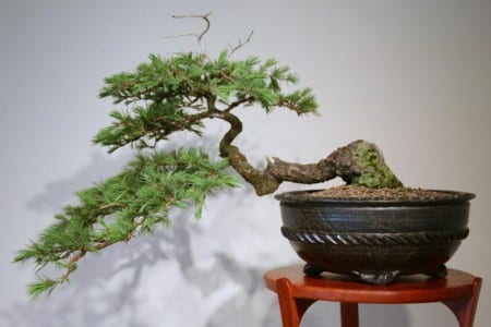 Conífera trabajada como bonsái con ramas horizontales