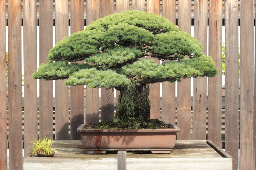 Bonsái de pino blanco japonés de gran edad en un museo