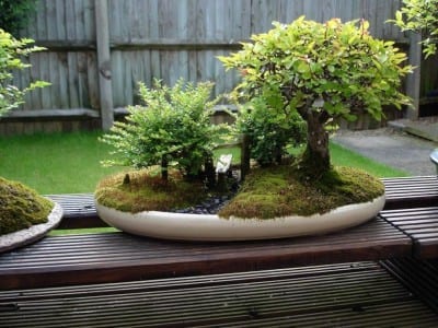 Bonsái de zelkova con ramificación fina en primavera