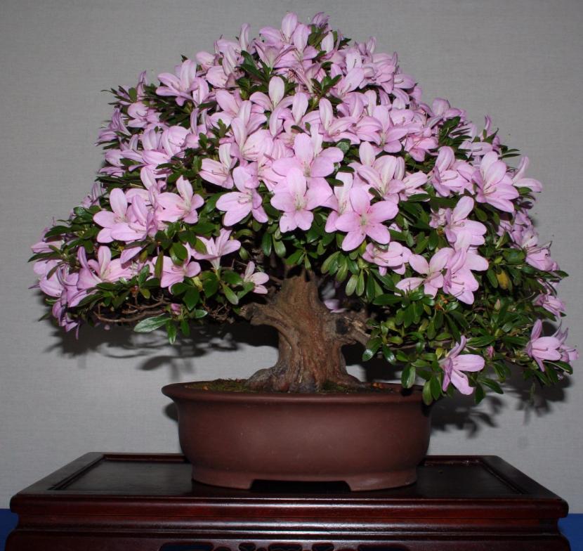 Bonsái de azalea satsuki en flor