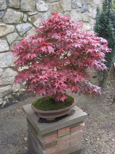 Hojas de arce japonés (Acer palmatum) en un bonsái